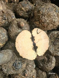 NDA9 Elephant Yam (Suran / Jimikand)